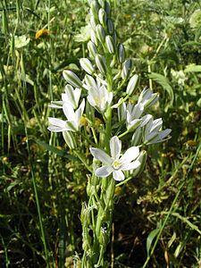 Ornithogalum