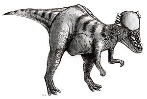 Pachycephalosaurus