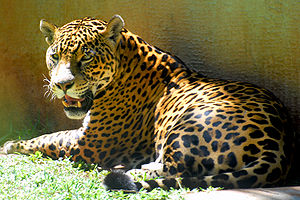 Panthera onca