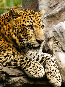 Panthera pardus