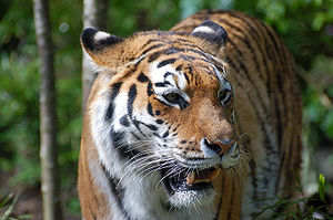 Panthera tigris altaica