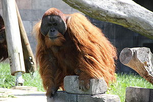 Sumatra Orangutanı