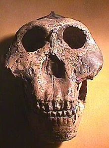 Paranthropus