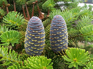 Abies koreana