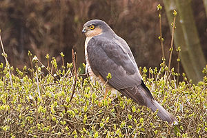 Accipiter nisus