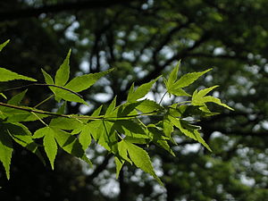 Acer palmatum subsp. matsumurae