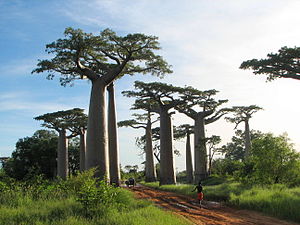 Adansonia grandidieri