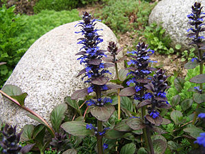 Ajuga reptans