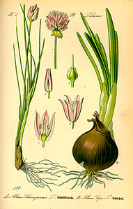 Allium schoenoprasum