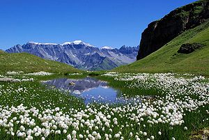 Alpin Çayırlar