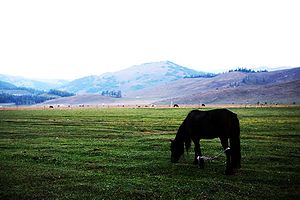 Altay (şehir)