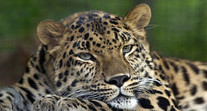 Amur leoparı