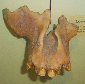 Ankarapithecus meteai