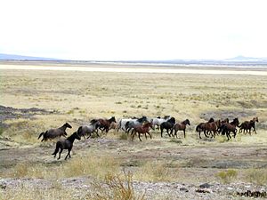 Barköl Kazak Özerk İlçesi