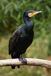 Phalacrocoracidae