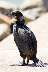 Phalacrocorax