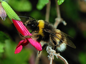 Bombus