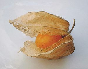 Physalis