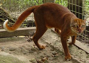 Borneo altın kedisi