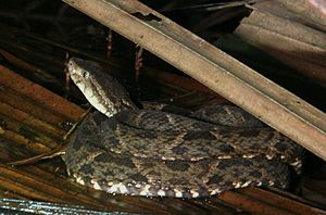 Bothrops asper