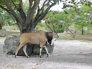 Büyük eland