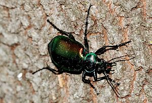 Calosoma sycophanta