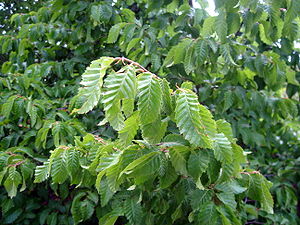 Carpinus orientalis