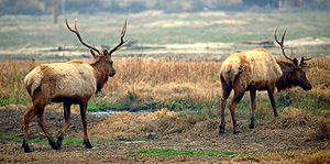 Cervus canadensis