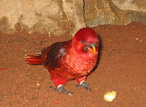 Chalcopsitta cardinalis