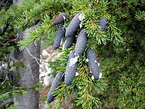 Pinaceae