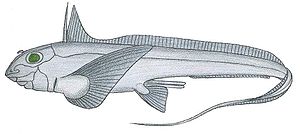 Chimaeridae