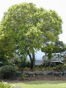 Cinnamomum camphora