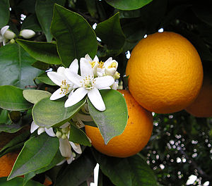 Citrus sinensis