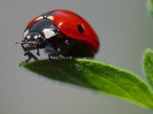 Coccinellidae