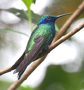 Colibri coruscans