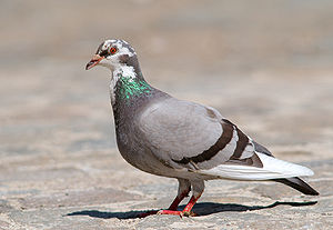 Columba (cins)