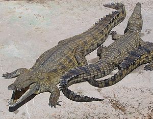 Crocodylus