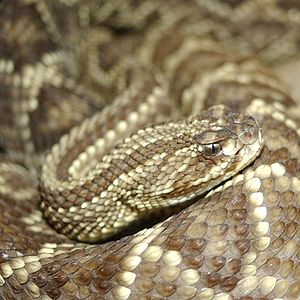 Crotalus durissus