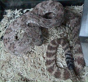 Crotalus mitchellii