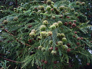 Cryptomeria