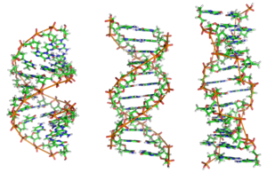 DNA'nın yapısı