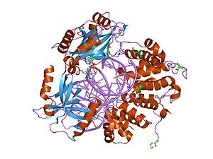 DNA Ligaz