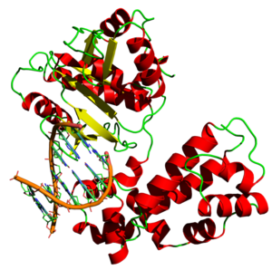 DNA Polimeraz