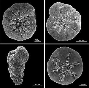 Foraminifera