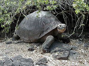 Dev galapagos kaplumbağası