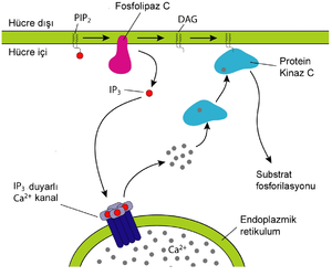 Diasilgliserol