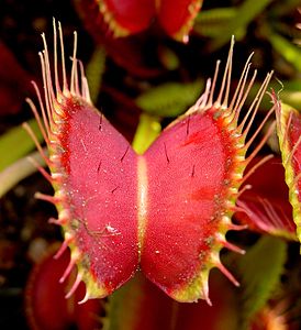 Dionaea muscipula