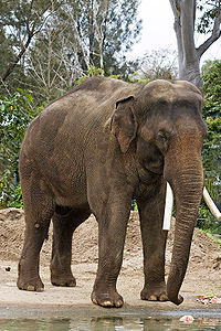 Elephas maximus