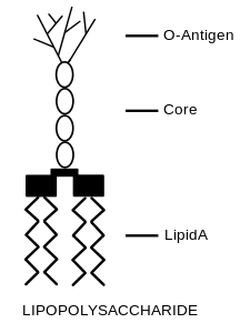 Endotoksin