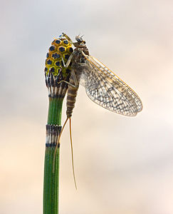 Ephemeroptera